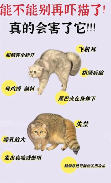 猫应激反应肚子什么反应,猫应激之后肚子一抽一抽的怎么回事-第7张图片 猫应激反应肚子什么反应,猫应激之后肚子一抽一抽的怎么回事-第7张图片