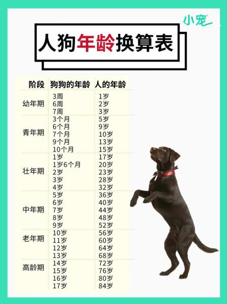 狗的年龄怎么算-狗的年龄怎么算一岁相当于几个月