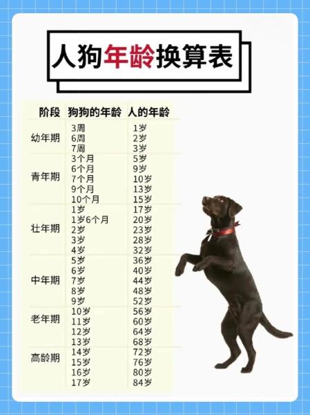 狗的年龄怎么算-狗的年龄怎么算一岁相当于几个月-第5张图片 狗的年龄怎么算-狗的年龄怎么算一岁相当于几个月-第5张图片