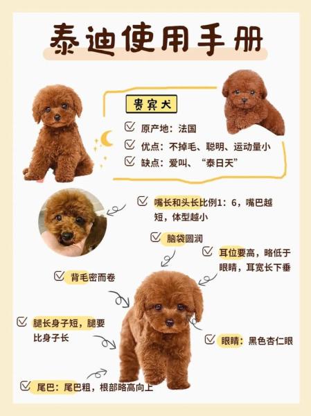 狗的年龄怎么算-狗的年龄怎么算一岁相当于几个月-第9张图片 狗的年龄怎么算-狗的年龄怎么算一岁相当于几个月-第9张图片