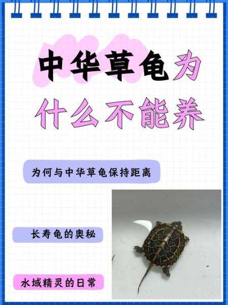 乌龟的功效与作用/鬼针草对乌龟的功效与作用-第2张图片 乌龟的功效与作用/鬼针草对乌龟的功效与作用-第2张图片