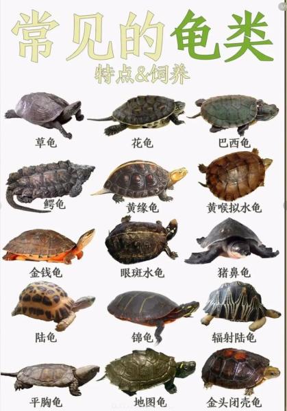 乌龟的功效与作用/鬼针草对乌龟的功效与作用-第3张图片 乌龟的功效与作用/鬼针草对乌龟的功效与作用-第3张图片