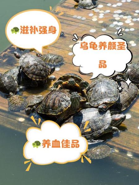 乌龟的功效与作用/鬼针草对乌龟的功效与作用-第6张图片 乌龟的功效与作用/鬼针草对乌龟的功效与作用-第6张图片