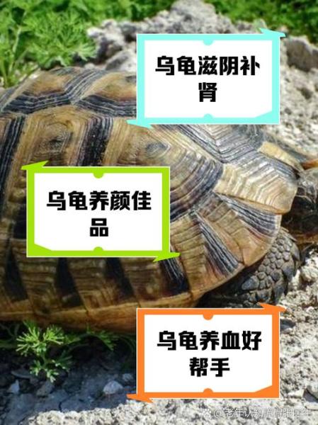 乌龟的功效与作用/鬼针草对乌龟的功效与作用-第8张图片 乌龟的功效与作用/鬼针草对乌龟的功效与作用-第8张图片