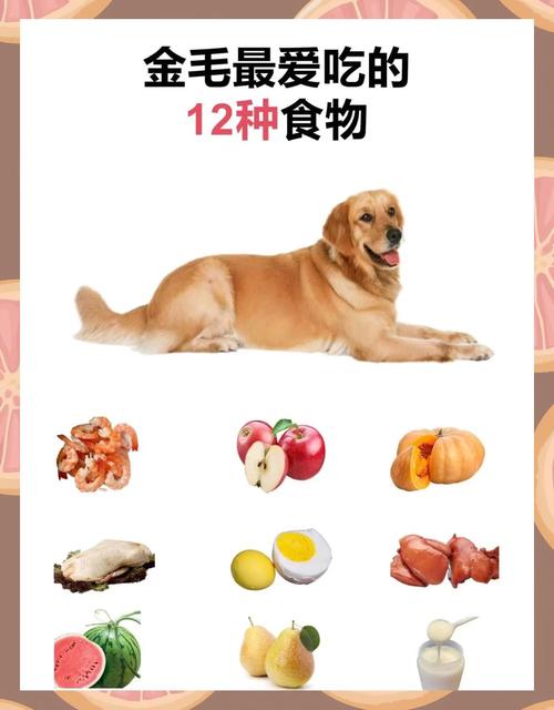 金毛一般喜欢吃什么东西,金毛喜欢吃什么口味的狗粮-第3张图片 金毛一般喜欢吃什么东西,金毛喜欢吃什么口味的狗粮-第3张图片