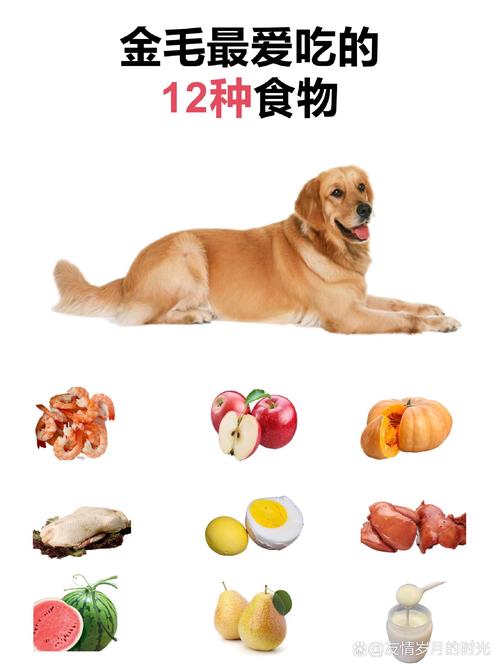 金毛一般喜欢吃什么东西,金毛喜欢吃什么口味的狗粮-第4张图片 金毛一般喜欢吃什么东西,金毛喜欢吃什么口味的狗粮-第4张图片