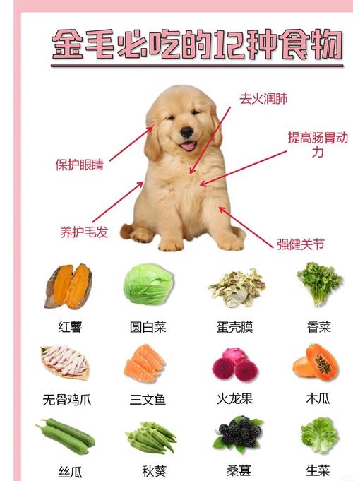金毛一般喜欢吃什么东西,金毛喜欢吃什么口味的狗粮-第6张图片 金毛一般喜欢吃什么东西,金毛喜欢吃什么口味的狗粮-第6张图片