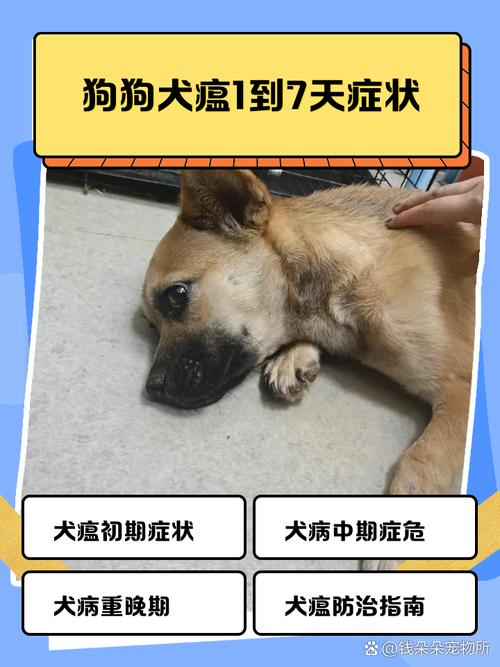 解析“狗瘟病用什么药最管用”你不知道的事-第4张图片 解析“狗瘟病用什么药最管用”你不知道的事-第4张图片