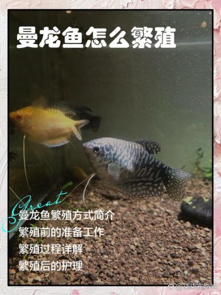 金曼龙鱼多少钱一条,金曼龙鱼多少钱一条图片-第2张图片 金曼龙鱼多少钱一条,金曼龙鱼多少钱一条图片-第2张图片