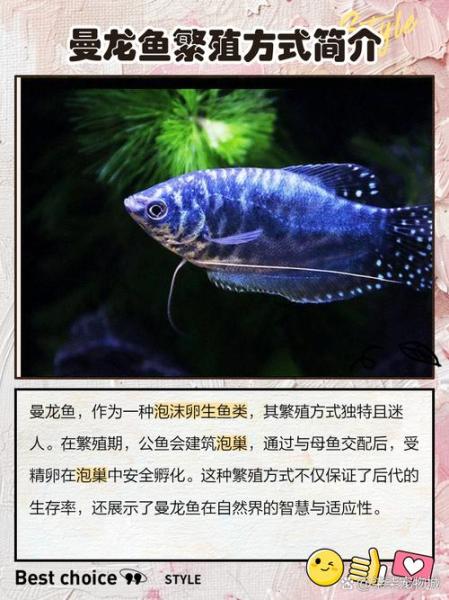 金曼龙鱼多少钱一条,金曼龙鱼多少钱一条图片-第3张图片 金曼龙鱼多少钱一条,金曼龙鱼多少钱一条图片-第3张图片