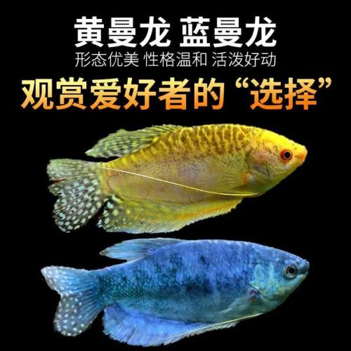 金曼龙鱼多少钱一条,金曼龙鱼多少钱一条图片-第5张图片 金曼龙鱼多少钱一条,金曼龙鱼多少钱一条图片-第5张图片