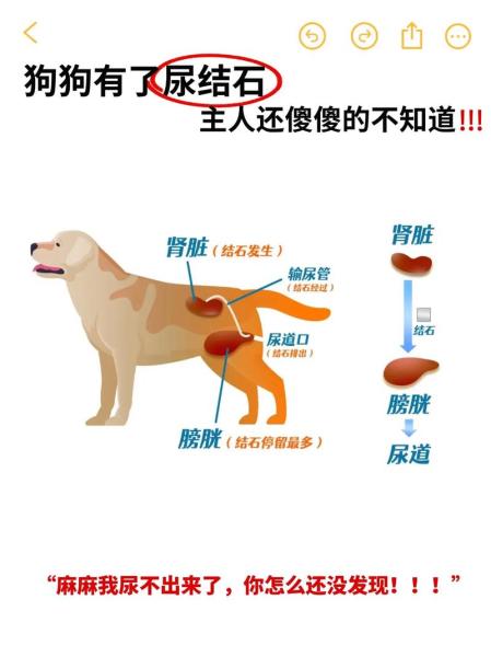 狗狗膀胱按压排尿法/狗狗膀胱按压排尿法多久一次-第1张图片 狗狗膀胱按压排尿法/狗狗膀胱按压排尿法多久一次-第1张图片