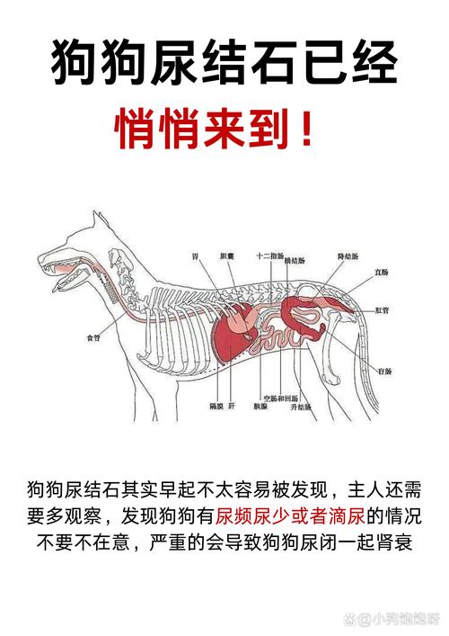 狗狗膀胱按压排尿法/狗狗膀胱按压排尿法多久一次-第6张图片 狗狗膀胱按压排尿法/狗狗膀胱按压排尿法多久一次-第6张图片