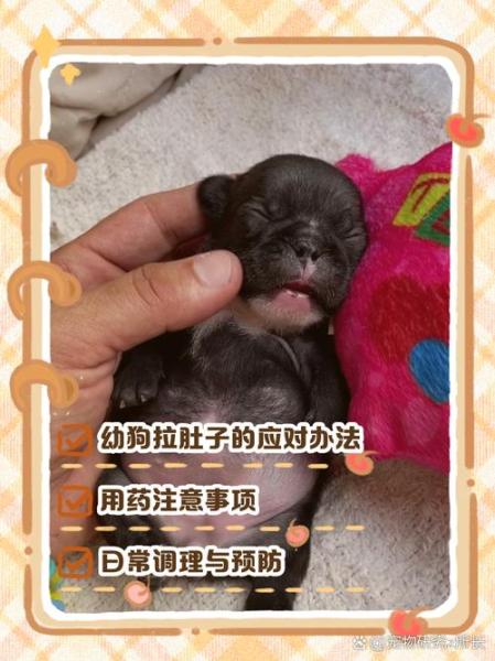 刚出生8天的小狗拉稀怎么办,刚出生几天的幼犬拉稀-第2张图片 刚出生8天的小狗拉稀怎么办,刚出生几天的幼犬拉稀-第2张图片