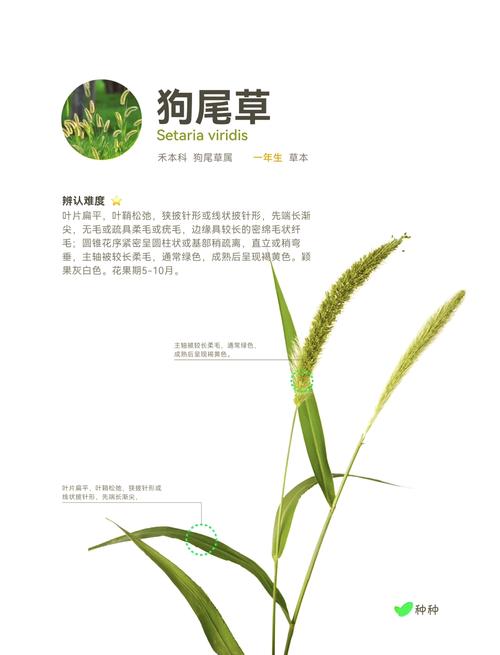 狗狗的尾巴有什么用/狗狗的尾巴有什么用处-第2张图片 狗狗的尾巴有什么用/狗狗的尾巴有什么用处-第2张图片