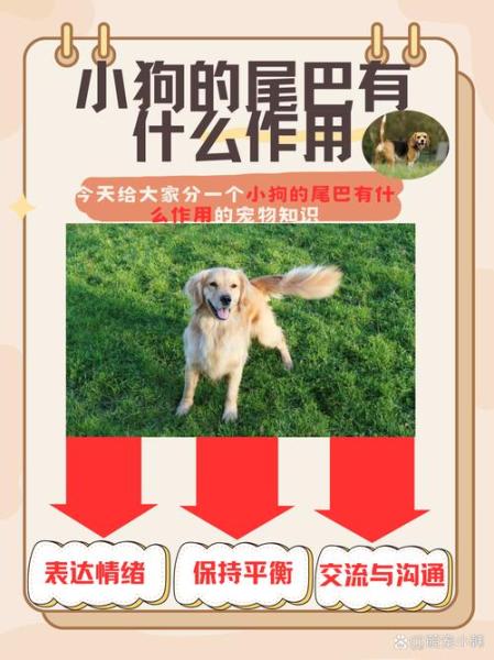 狗狗的尾巴有什么用/狗狗的尾巴有什么用处-第3张图片 狗狗的尾巴有什么用/狗狗的尾巴有什么用处-第3张图片