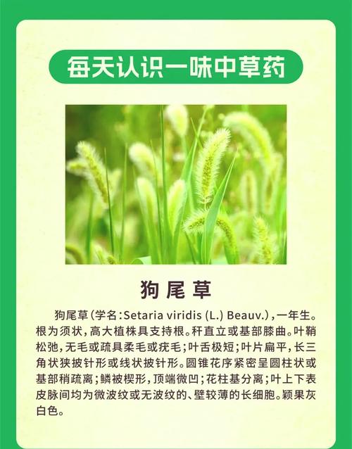 狗狗的尾巴有什么用/狗狗的尾巴有什么用处-第5张图片 狗狗的尾巴有什么用/狗狗的尾巴有什么用处-第5张图片