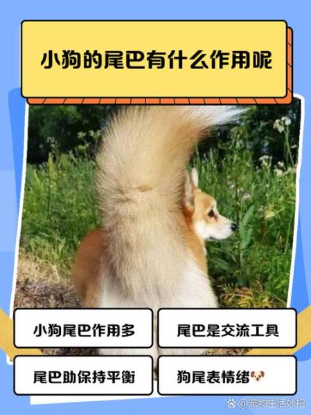 狗狗的尾巴有什么用/狗狗的尾巴有什么用处-第6张图片 狗狗的尾巴有什么用/狗狗的尾巴有什么用处-第6张图片