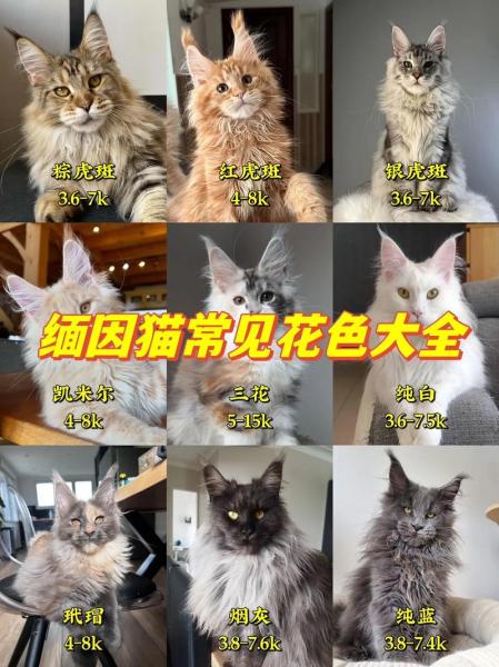 缅甸猫还是缅因猫/缅甸猫缅因猫区别-第2张图片 缅甸猫还是缅因猫/缅甸猫缅因猫区别-第2张图片