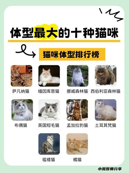 缅甸猫还是缅因猫/缅甸猫缅因猫区别-第3张图片 缅甸猫还是缅因猫/缅甸猫缅因猫区别-第3张图片