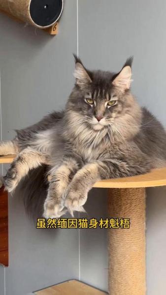 缅甸猫还是缅因猫/缅甸猫缅因猫区别-第4张图片 缅甸猫还是缅因猫/缅甸猫缅因猫区别-第4张图片