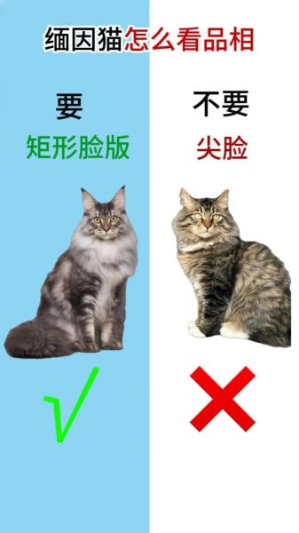 缅甸猫还是缅因猫/缅甸猫缅因猫区别-第8张图片 缅甸猫还是缅因猫/缅甸猫缅因猫区别-第8张图片