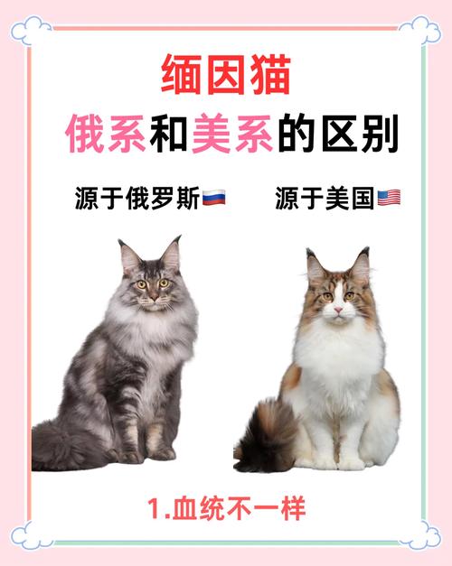 缅甸猫还是缅因猫/缅甸猫缅因猫区别-第9张图片 缅甸猫还是缅因猫/缅甸猫缅因猫区别-第9张图片