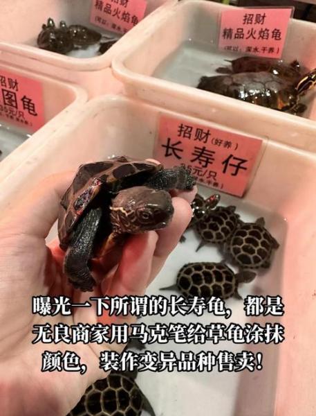 作为消费者“长寿龟”你不能不知道-第4张图片 作为消费者“长寿龟”你不能不知道-第4张图片
