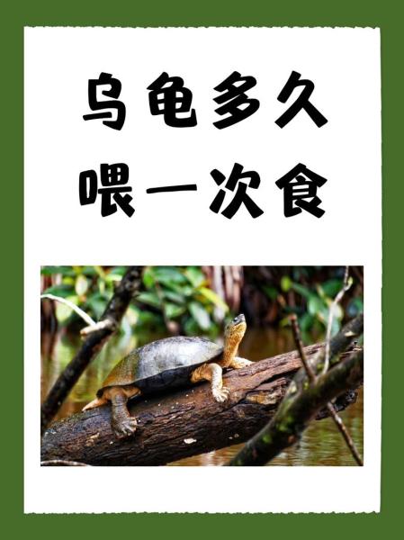 作为消费者“长寿龟”你不能不知道-第6张图片 作为消费者“长寿龟”你不能不知道-第6张图片