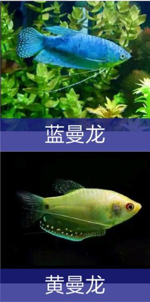 作为消费者“澳洲星点龙鱼可以混养吗”你不能不知道-第7张图片 作为消费者“澳洲星点龙鱼可以混养吗”你不能不知道-第7张图片