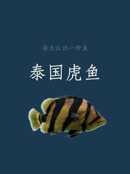 作为消费者“澳洲星点龙鱼可以混养吗”你不能不知道-第10张图片 作为消费者“澳洲星点龙鱼可以混养吗”你不能不知道-第10张图片