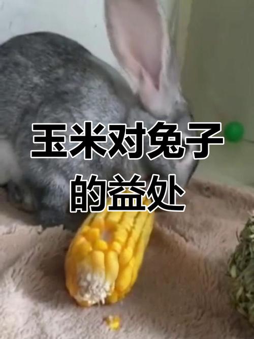 解析“兔子可以吃玉米吗”你不知道的事