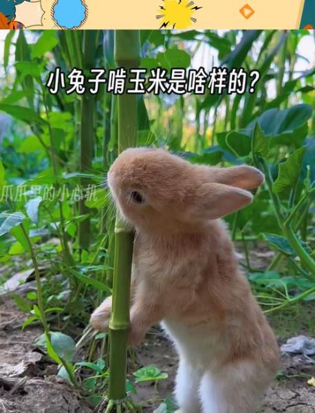 解析“兔子可以吃玉米吗”你不知道的事-第2张图片 解析“兔子可以吃玉米吗”你不知道的事-第2张图片