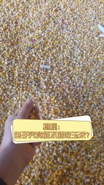 解析“兔子可以吃玉米吗”你不知道的事-第4张图片 解析“兔子可以吃玉米吗”你不知道的事-第4张图片