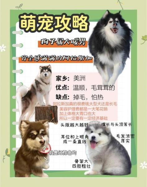 阿拉斯加犬十种脸谱,阿拉斯加脸谱大全-第2张图片 阿拉斯加犬十种脸谱,阿拉斯加脸谱大全-第2张图片