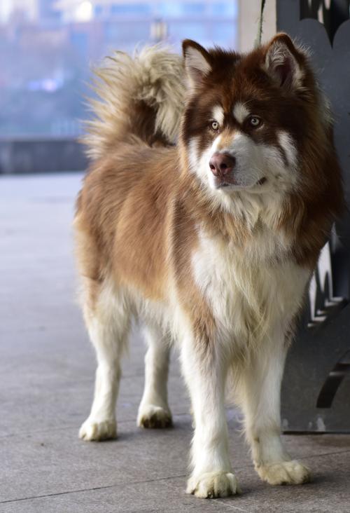 阿拉斯加犬十种脸谱,阿拉斯加脸谱大全-第3张图片 阿拉斯加犬十种脸谱,阿拉斯加脸谱大全-第3张图片