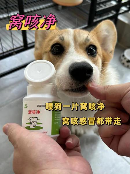 解析“猫咪咳嗽怎么办”你不知道的事-第2张图片 解析“猫咪咳嗽怎么办”你不知道的事-第2张图片