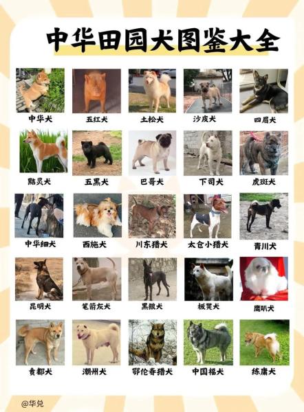中华田园犬品种/中华田园犬品种特点-第7张图片 中华田园犬品种/中华田园犬品种特点-第7张图片