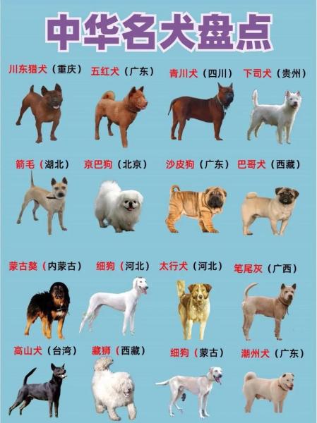 中华田园犬品种/中华田园犬品种特点-第9张图片 中华田园犬品种/中华田园犬品种特点-第9张图片
