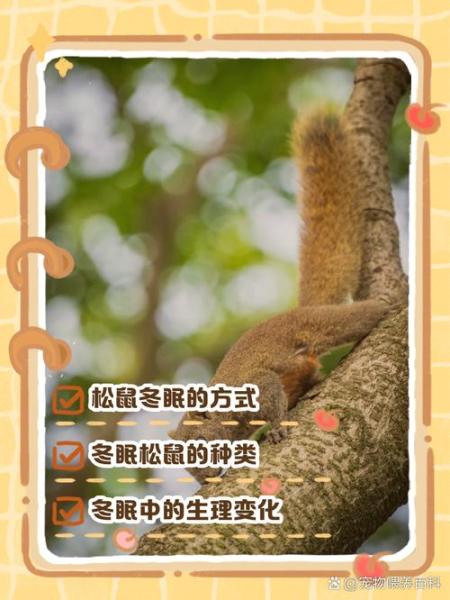 松鼠冬眠,松鼠冬眠吗,它又是怎样度过冬天的-第4张图片 松鼠冬眠,松鼠冬眠吗,它又是怎样度过冬天的-第4张图片