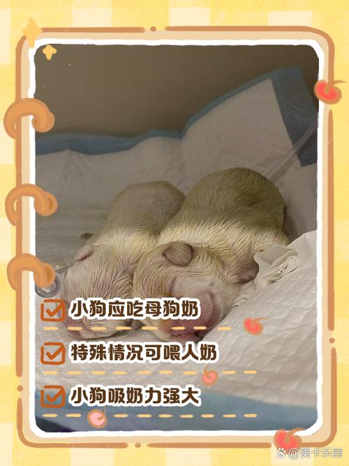 狗狗可以喝人的奶粉吗,狗狗能不能喝人的奶粉-第6张图片 狗狗可以喝人的奶粉吗,狗狗能不能喝人的奶粉-第6张图片