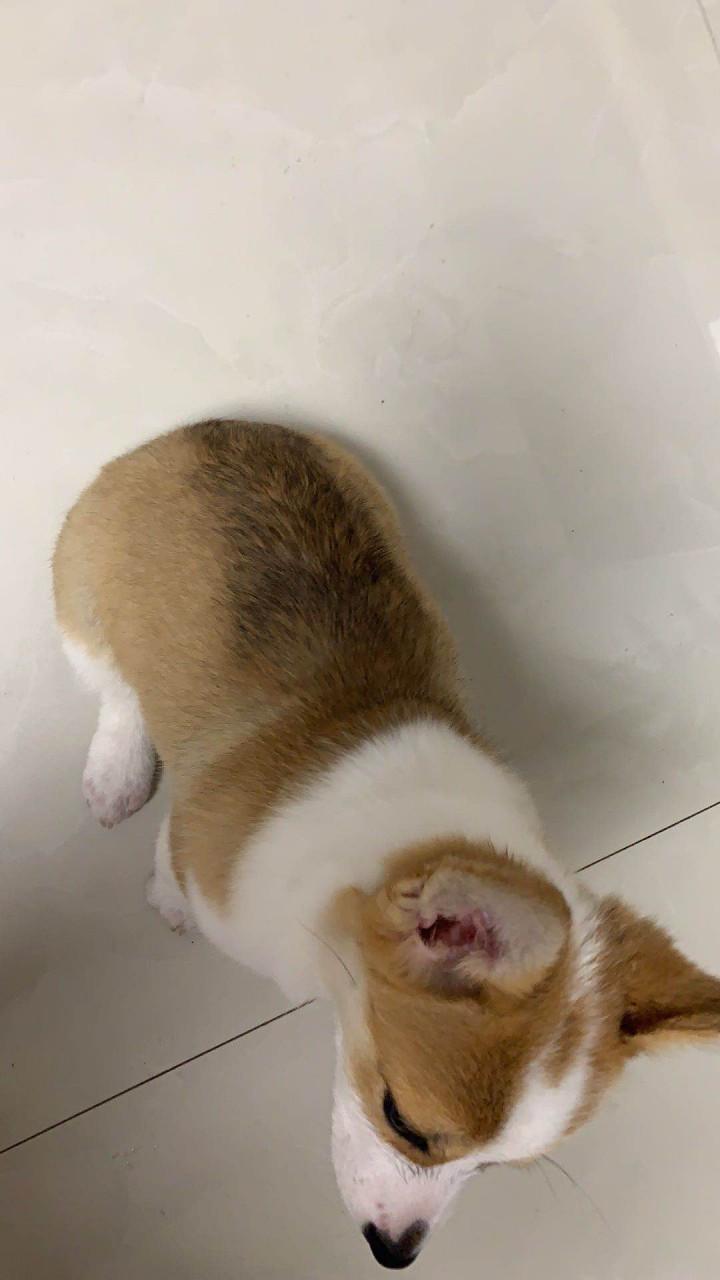 作为消费者“50天的柯基犬什么样子”你不能不知道-第7张图片 作为消费者“50天的柯基犬什么样子”你不能不知道-第7张图片