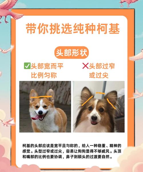 作为消费者“50天的柯基犬什么样子”你不能不知道-第8张图片 作为消费者“50天的柯基犬什么样子”你不能不知道-第8张图片