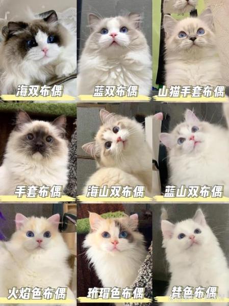 作为消费者“布偶猫的种类”你不能不知道