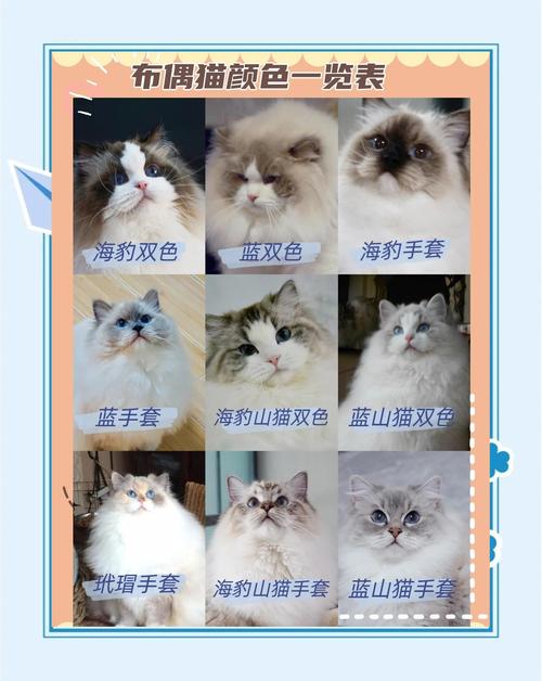 作为消费者“布偶猫的种类”你不能不知道-第3张图片 作为消费者“布偶猫的种类”你不能不知道-第3张图片