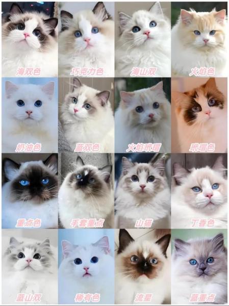 作为消费者“布偶猫的种类”你不能不知道-第4张图片 作为消费者“布偶猫的种类”你不能不知道-第4张图片