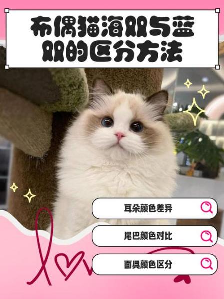 作为消费者“布偶猫的种类”你不能不知道-第5张图片 作为消费者“布偶猫的种类”你不能不知道-第5张图片