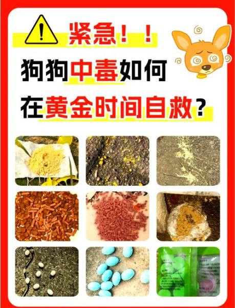 解析“狗狗可以吃扑尔敏吗”你不知道的事-第3张图片 解析“狗狗可以吃扑尔敏吗”你不知道的事-第3张图片