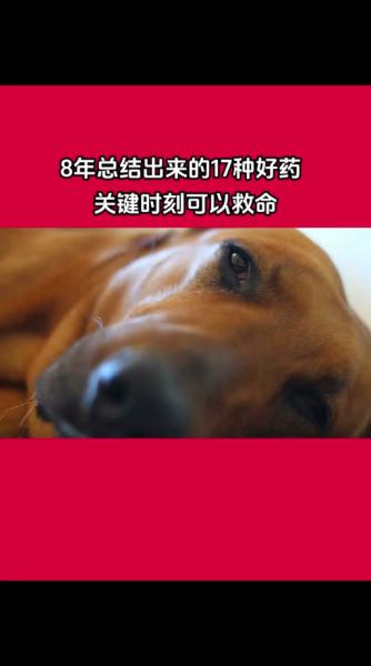 解析“狗狗可以吃扑尔敏吗”你不知道的事-第4张图片 解析“狗狗可以吃扑尔敏吗”你不知道的事-第4张图片