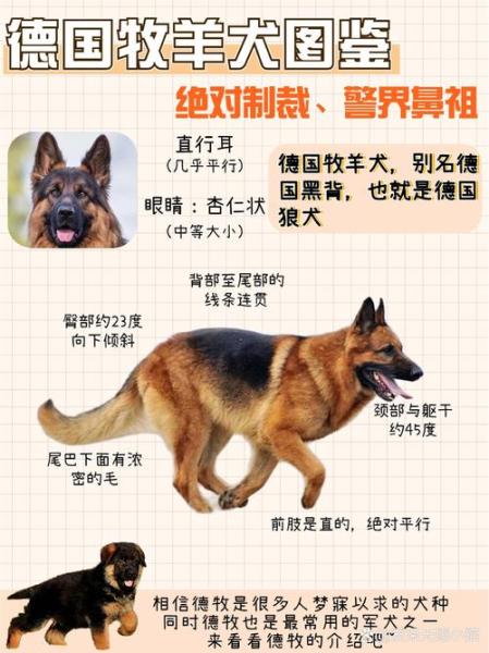 作为消费者“牧羊犬种类”你不能不知道